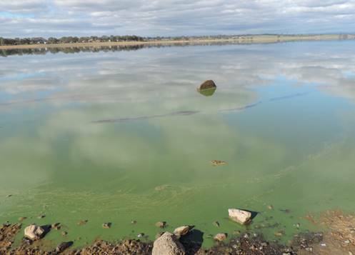 Blue green algae alert issued for Lake Eppalock