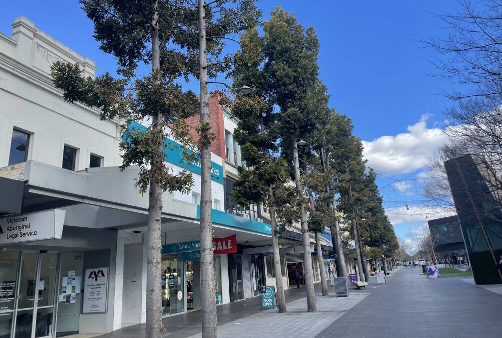 The kauri pine trees to be removed from the Hargreaves Mall.