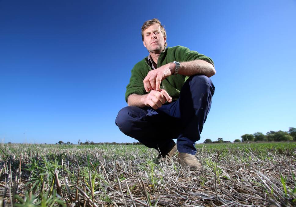 CRUNCH TIME: Elmore farmer David Johnson is one of the farmers deciding whether to take a gamble and cut more crops for hay as another dry spring tightens its grip. Picture: GLENN DANIELS