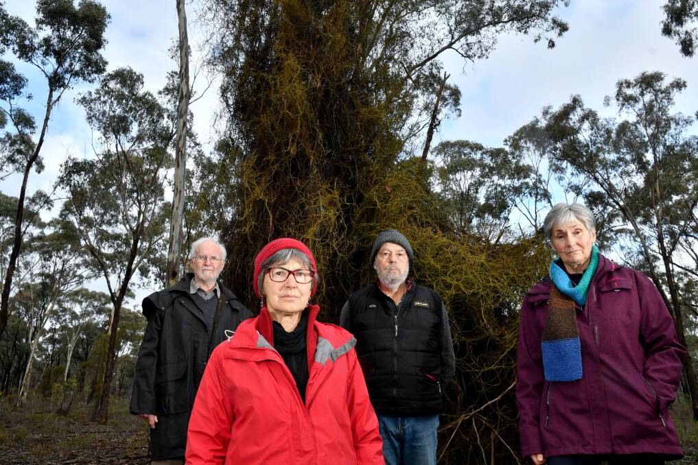 Environmental advocates Stuart Fraser, Jenny Grant, John Bradsley and Wendy Radford in the Wellsford Forest, in front of a tree killed by Coarse dodder-laurel. Picture: NONI HYETT