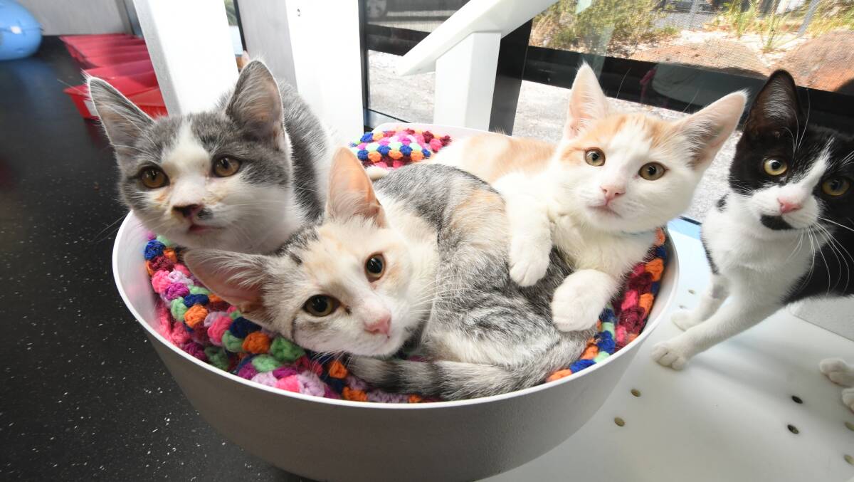 RSPCA: Kittens that were up for adoption last year. Picture:NONI HYETT