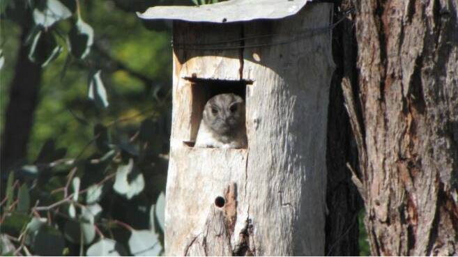 Taking shelter: Joani's owl. Picture supplied