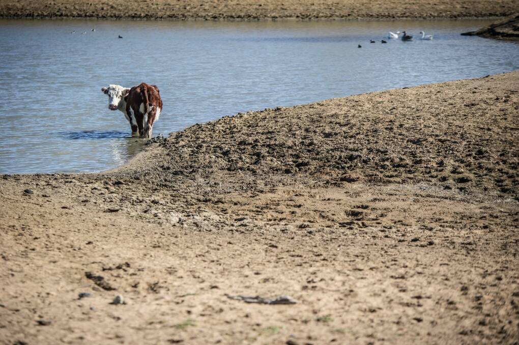 Drought struck: Dams are drying up and cattle are struggling across rural Australia. Picture: Karleen Minney
