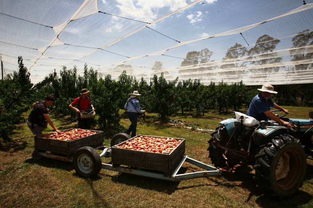 Fruit picking is one of the jobs that has attracted holiday working visa holders. Picture: DEAN SEWELL