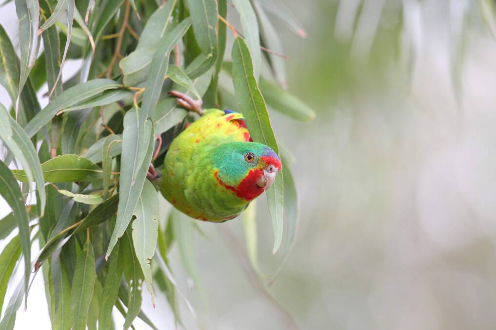 The endangered Swift Parrot is one of the bird species in the reserve