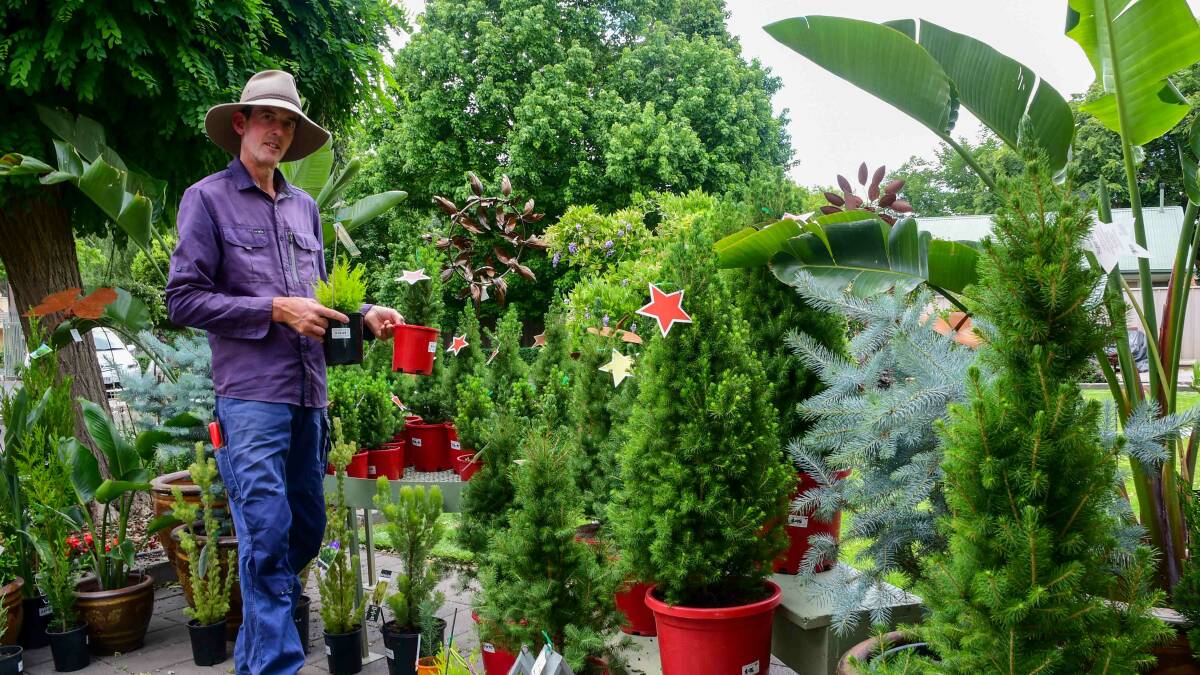 Lee Macdonald with his range of living Christmas trees and native plants at Macdonalds Nursery. Picture Enzo Tomasiello