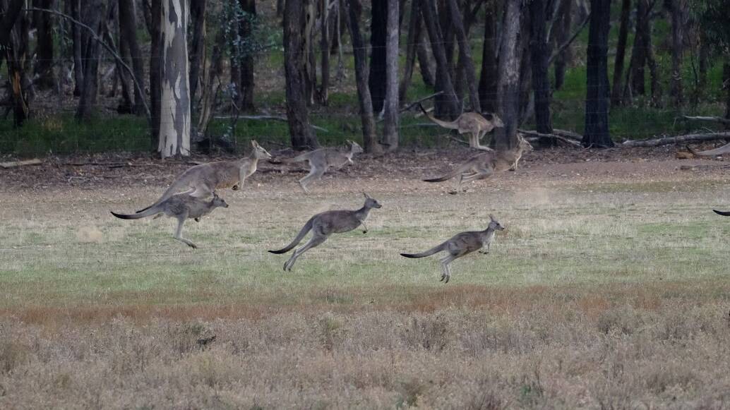Mobs of kangaroos have been sighted through the Central region of Victoria. Picture by Liam Cochrane