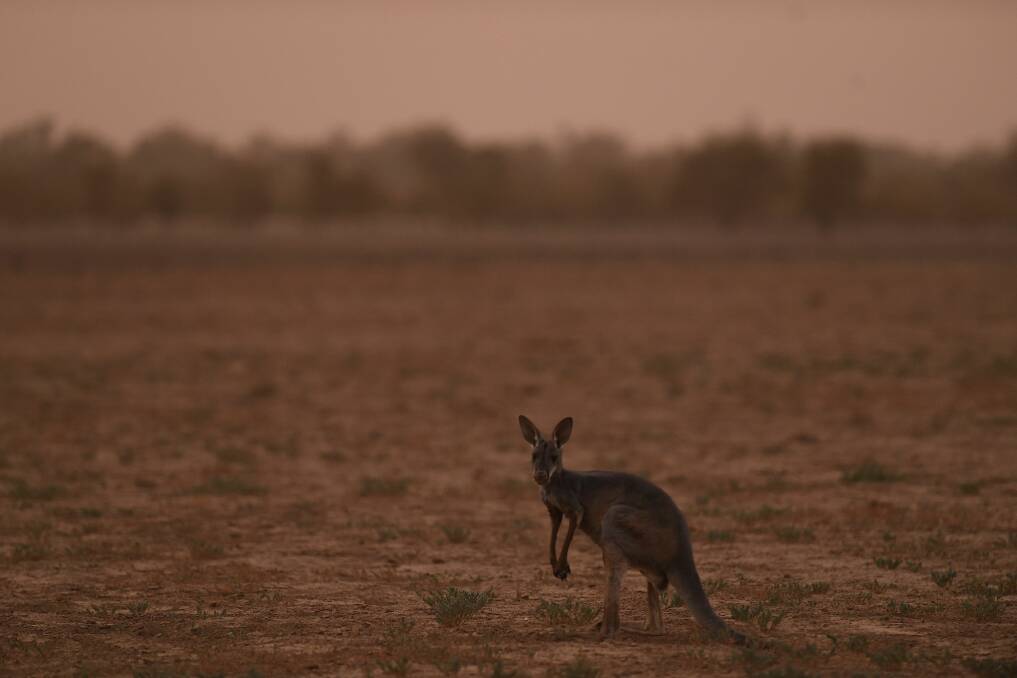 They are out there: Keep an eye out for 'roos on the road. Picture:  Kate Geraghty