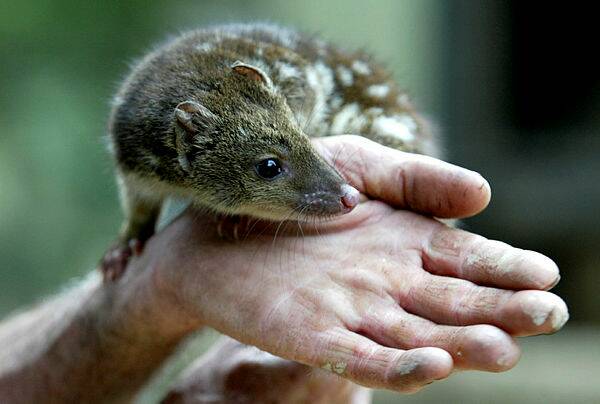 A baby rare spoted quoll. Quolls could help keep down pest population. Picture supplied.