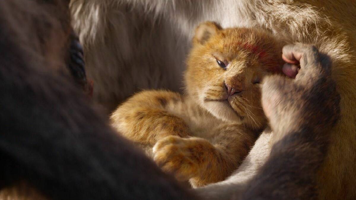 The new Lion King will be screened to raise funds for orangutans. Image supplied