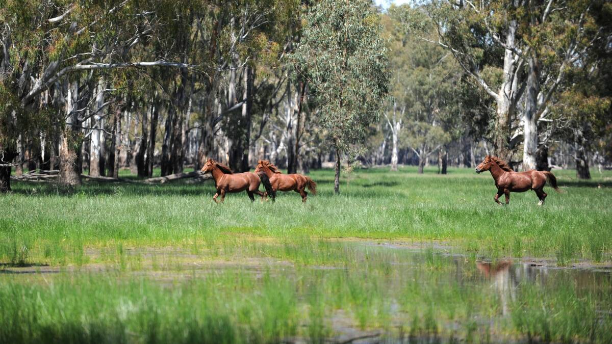 Heritage call: Brumbies in the Barmah forest. Picture: Justin McManus