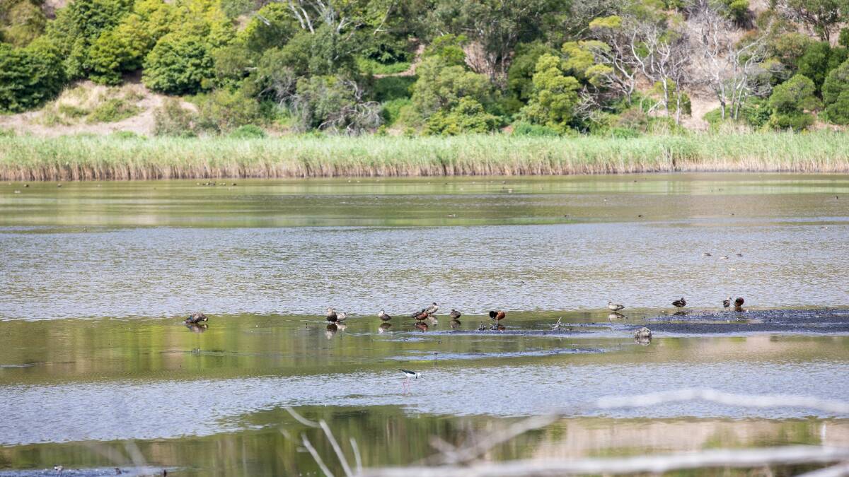 If duck hunting is tourism then it needs to take a hike | Your Say