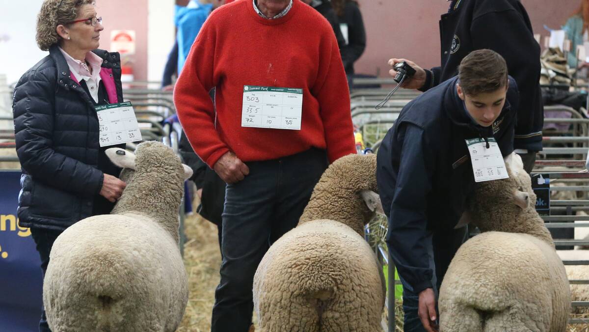 Class of its own: more than 30,000 visitors will head to Bendigo for the 141st Australian Sheep and Wool Show from July 20-22. Picture: Glenn Daniels