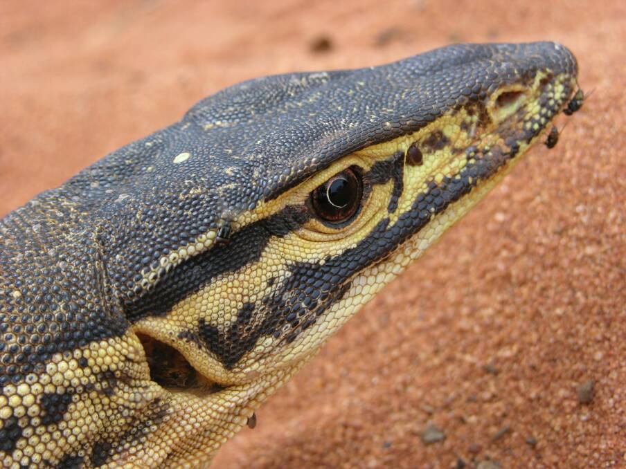 Loitering: A goanna sighting is a magnificant things. Supplied: Dr Brian Fry