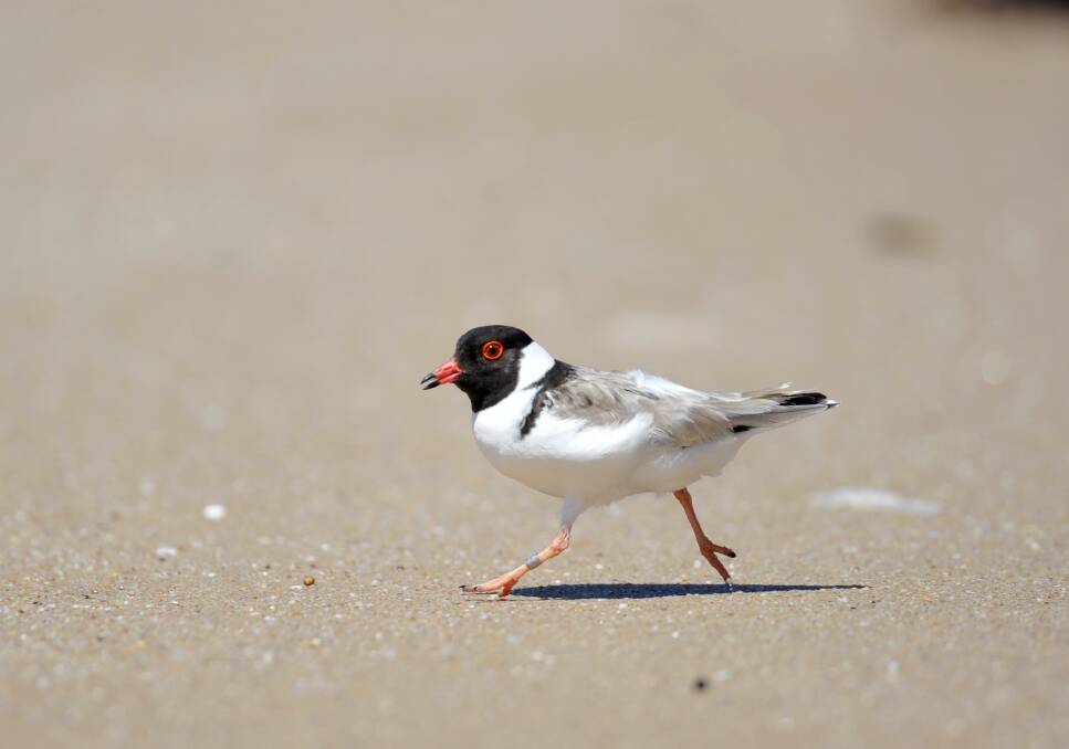 A hooded plover.