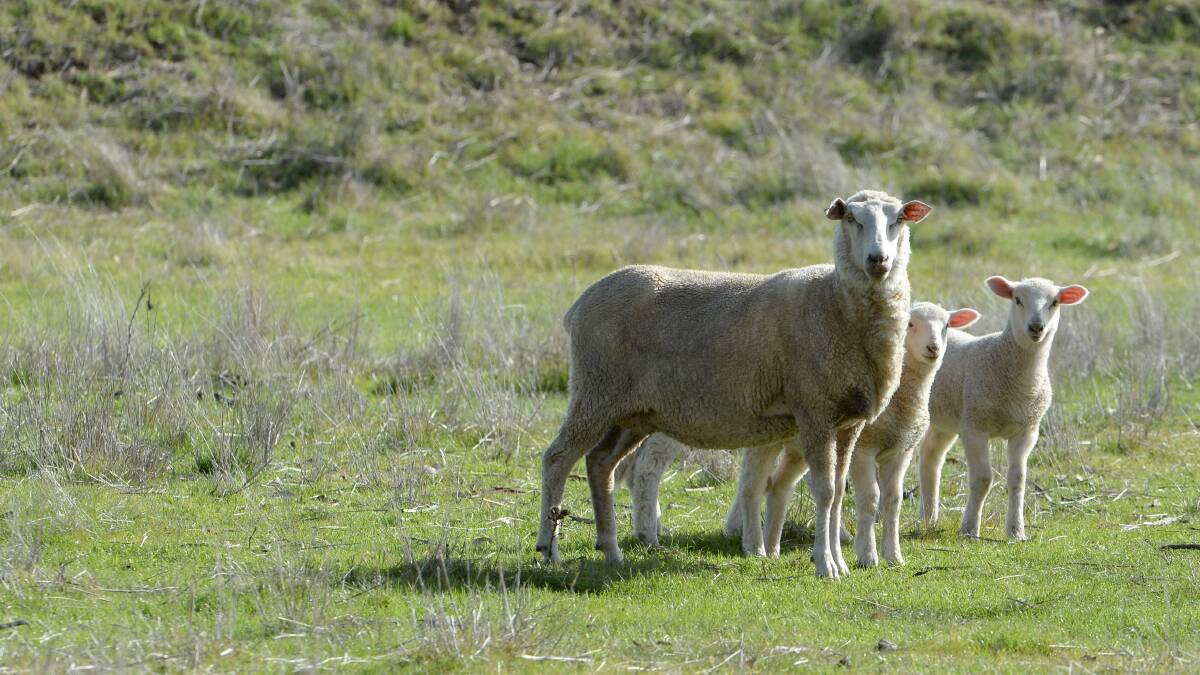 A sheep farmer has pleaded guilty to aggravated cruelty and cruelty charges. (Please note: The above image is a file photo of sheep and not the sheep in question.)