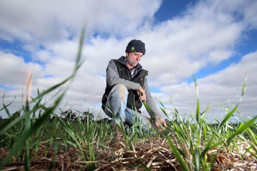 Elmore farmer Glenn Trewick in the wheat crop that should be double its current size. Picture: GLENN DANIELS
