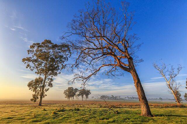 Instagram user @terrymounseyimages shared this photo of fog at sunrise on the outskirts of Bendigo. Share your weather photos by using #bendigoweather.