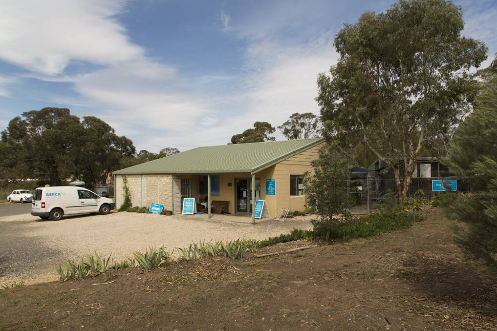 Animal care services at the Castlemaine RSPCA shelter in Langslow Street will continue to be transitioned to Bendigo over the next three months. Picture: Andrea Hylands