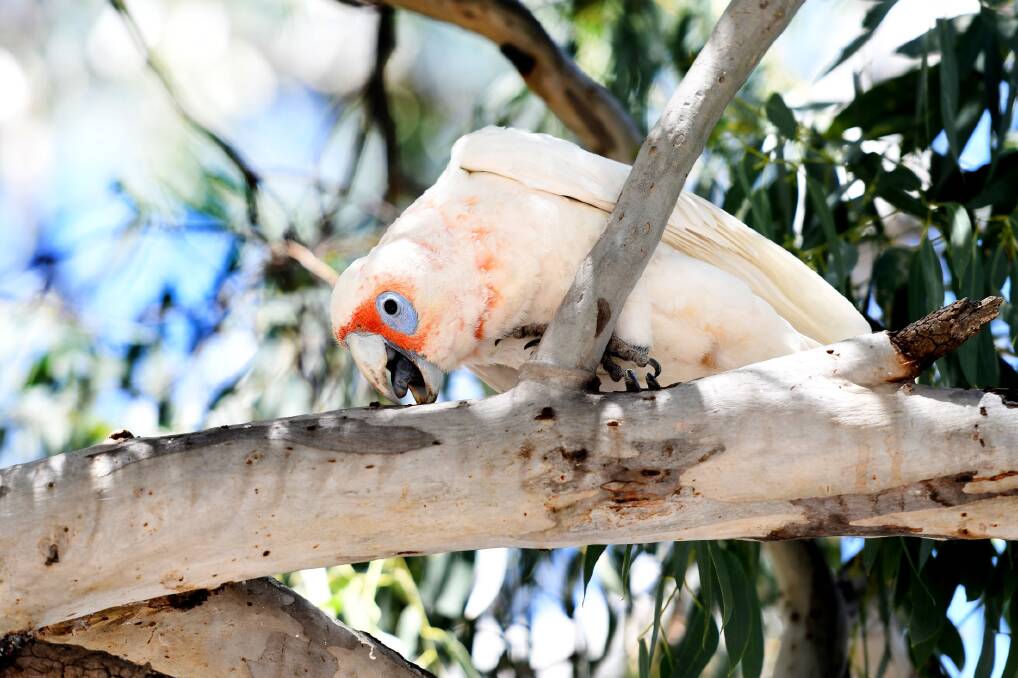 Corellas frequent river red gum environments, such as Bridgewater, during the summer, but this year, their numbers have dropped in the town. Picture: SAMANTHA CAMARRI
