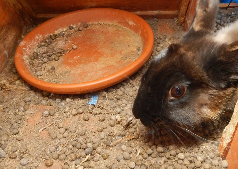 In November 2016, the RSPCA visited a property in Golden Square after receiving a report of several rabbits and guinea pigs being housed in dirty cages with little access to shade or food. The owner was told to provide more acceptable shade for the animals, as well as to clean the hutches and cages. When inspectors re-visited the address four days later, all animals had access to clean water, food and clean cages with fresh hay. The hutches had also been moved to a shadier part of the yard, providing them with better protection from the elements. Picture: SUPPLIED