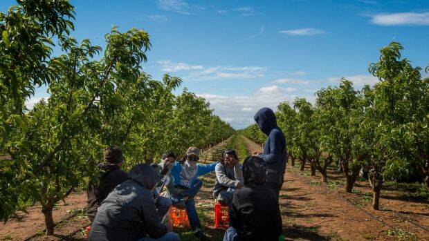 Foreign workers on fruit farms are among the most vulnerable to exploitation by labour hire firms. Photo: Penny Stephens