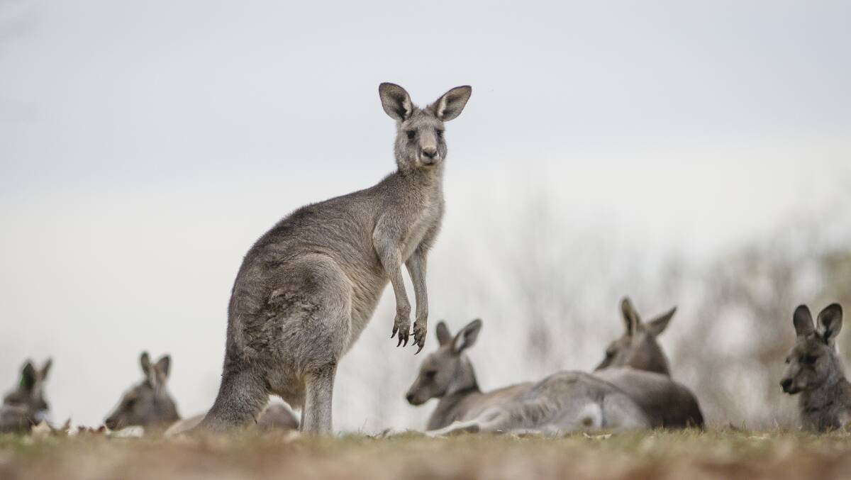 Conservationists have urged for a national kangaroo strategy to help better manage species numbers. Picture: Sitthixay Ditthavong