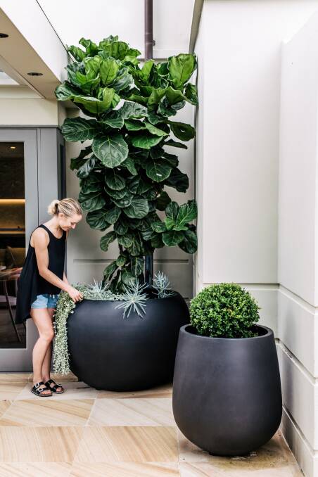 Big is beautiful: Hardy plants such as Fiddle Leaf Fig, Diachondra Siver Falls, Senecio Serpens and Buxus are great for a balcony. Photo: The Balcony Garden.