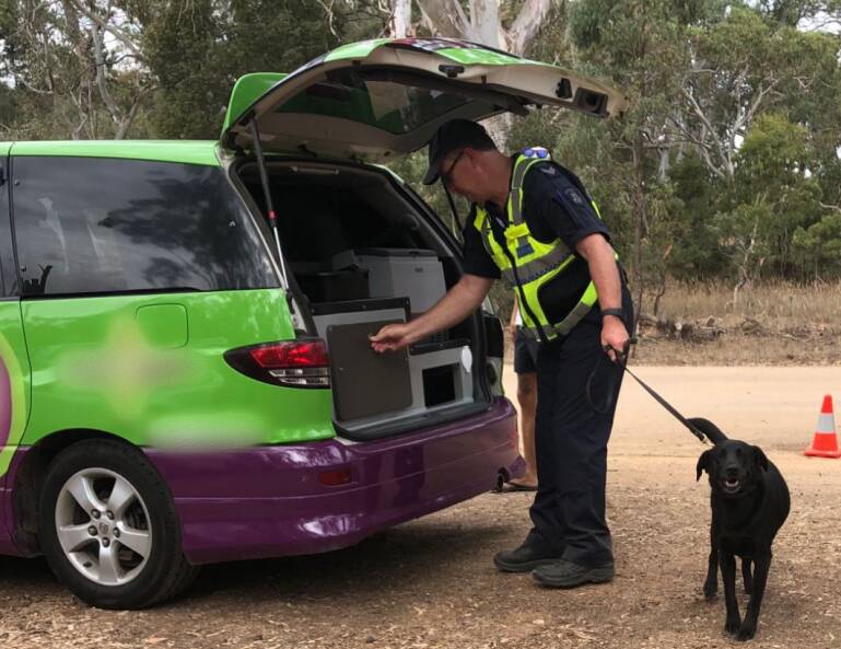 Sniffer dog: Police search a car at Rainbow Serpent.