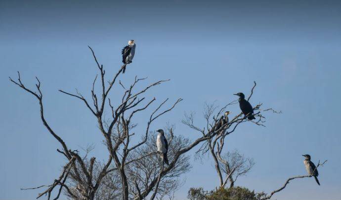 Birds at the Heart Morass wetlands in Gippsland. The EPA has issued warnings about consumption of ducks and fish caught in the area. Photo: Joe Armao