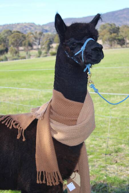 STYLISH: An Alpaca at one of the Maldon Markets. Picture: SUPPLIED. Click the picture for more about Maldon Market.