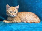 EMMITT: Animal ID 11129, Domestic Short Hair, Male Desexed, 14 weeks old, M/C # 991001005225372, BR101840 – Adoption fee reduced to $60.
Emmitt is a sweet , reserved young fellow looking for a home full of love and patience. Emmitt is best suited to a home without small children as he is easily frightened at this stage in his life. Campaspe Animal Shelter. 