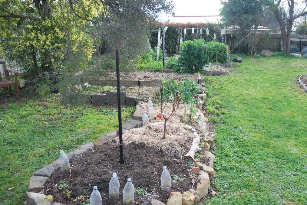 GREEN THUMB: Moira’s backyard veggie garden incorporating bluestone edging, plastic bottle protectors, mulching, compost and worm bins at the rear. Picture: SUPPLIED.
