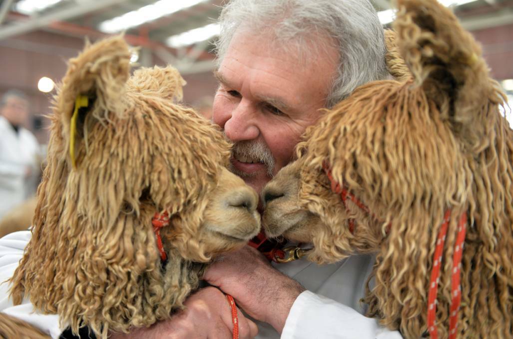 Breeders and buyers enjoying the Colourbration Alpaca Show in Bendigo over the years. Picture: BRENDAN McCARTHY.