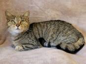 BOZO: Animal ID 8470, Domestic Short Hair, Male Desexed, 3 years old, M/C # 956000010832989 – Adoption fee reduced to $15, BR101840. Bozo is an independent lad who likes to do things in his own time. He can initially be quite shy but once he feels secure in his environment he loves nothing more than to lounge around in a warm comfy spot well within reach of the pats and cuddles. Campaspe Animal Shelter. 
