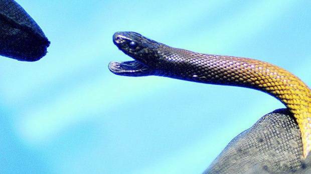 Snakes such as the taipan were to blame for half as many hospitalisations as bees and wasps. Photo: Cath Bowen