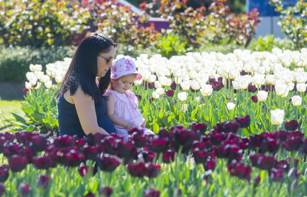 COLOURFUL: People enjoying the Tulips, near the conservatory in Rosalind Park. Emma McLean-Perry with her daughter Tessa McLean-Perry. Picture: DARREN HOWE