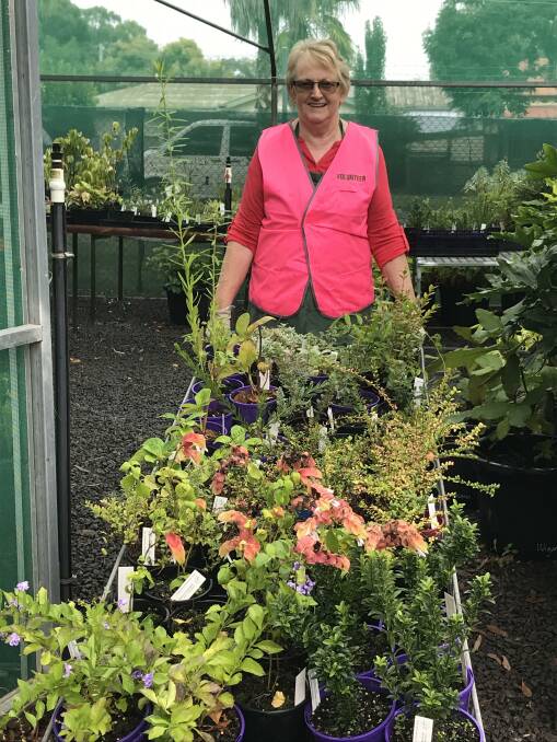 MARKET READY: Volunteers prepare the plants for sale at the Bendigo Botanic Gardens. Picture: SUPPLIED