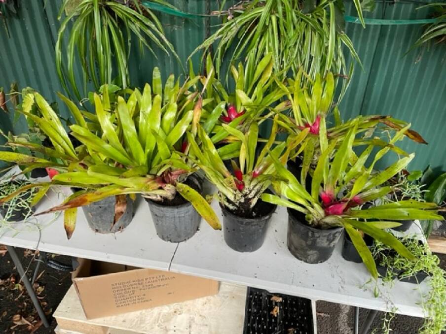 FOR SALE: Some of the orchids on sale at the Cystic Fibrosis Support Group fundraiser. Picture: SUPPLIED 