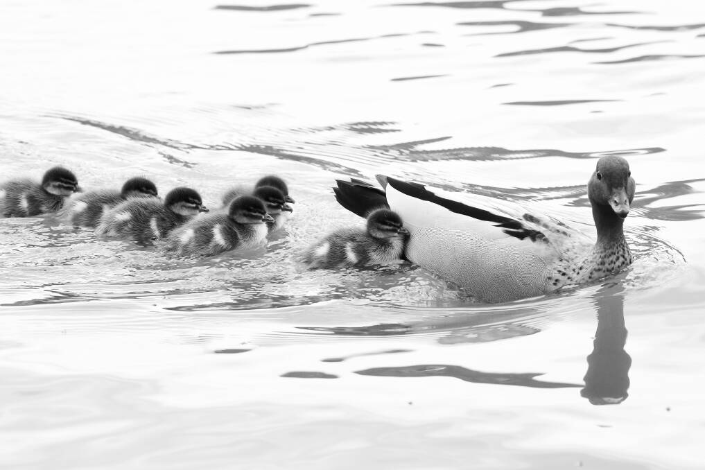 Ducks at Lake Weeroona. Picture: NONI HYETT 