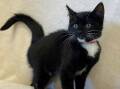 BETTY BOOP: Animal ID 11148, Domestic Short Hair, Female Desexed, 14 weeks old, M/C # 991001005226216, BR101840 – Adoption fee reduced to $60
Gorgeous Betty Boop is quite an unsure girl at first but with some extra encouragement and patience she will flourish in a household with lots of love to give. Campaspe Animal Shelter 