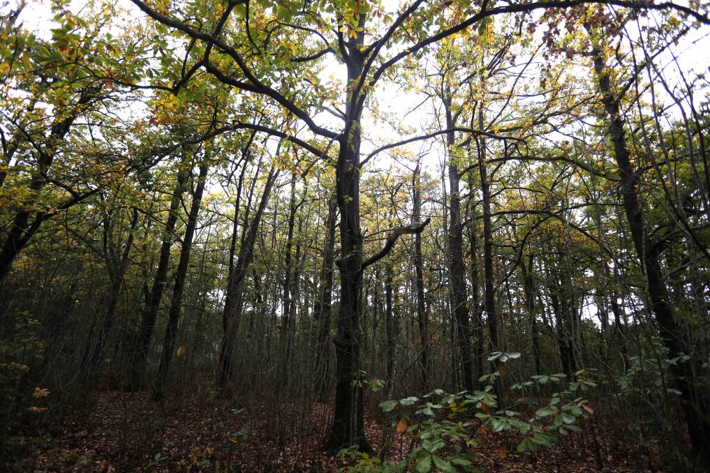 FOREST: The Harcourt Oak Forrest, mushrooms, moss, Autumn, Winter
Picture: GLENN DANIELS