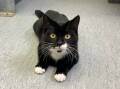 KETCHUP: Animal ID 11152, Domestic Short Hair, Male Desexed, Black/White, 7 months old, M/C # 991001005226215, BR101840 – Adoption fee reduced to $15
Not a willing participant in a photo shoot, Ketchup prefers to keep out of the limelight.  He is a timid young man that is looking for a quiet home, where he will be given plenty of TLC to help him adjust to his richer new lifestyle. Campaspe Animal Shelter. 