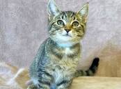 GILBERT: Animal ID 11117, Domestic Short Hair, Male Desexed, 20 weeks old, M/C # 991001004813246, BR101840 – Adoption fee reduced to $60
Gorgeous Gilbert is a little pocket rocket waiting to see if you can keep up with his fun antics. Gilbert will keep you on your toes with his on the go and curious nature. Campaspe Animal Shelter.  
