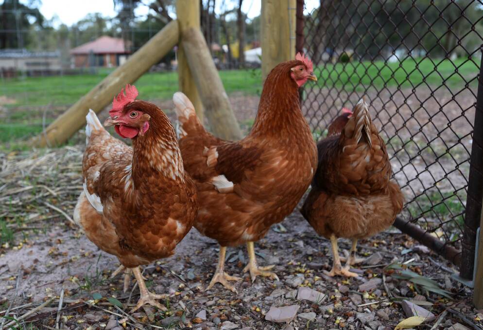 ISA BROWNS: Lateysha, Shaniqua and Macgyver the chickens. Picture: JODIE DONNELLAN 
