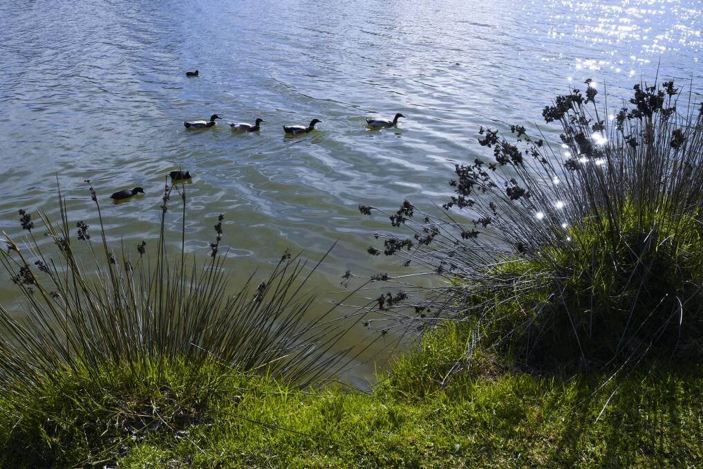 Ducks at Lake Weeroona. Picture: NONI HYETT