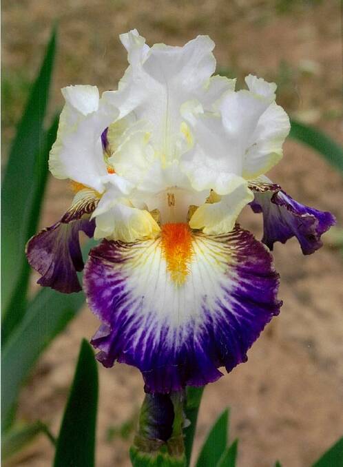 COLOURFUL: One of the Iris's featured at the display. Picture: SUPPLIED / Glenda Liddicoat.