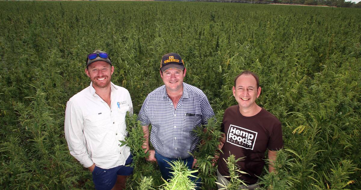 David Geltch, Matt Davis and Paul Benhaim at Hemp Australia's first Victorian crop. Picture: GLENN DANIELS