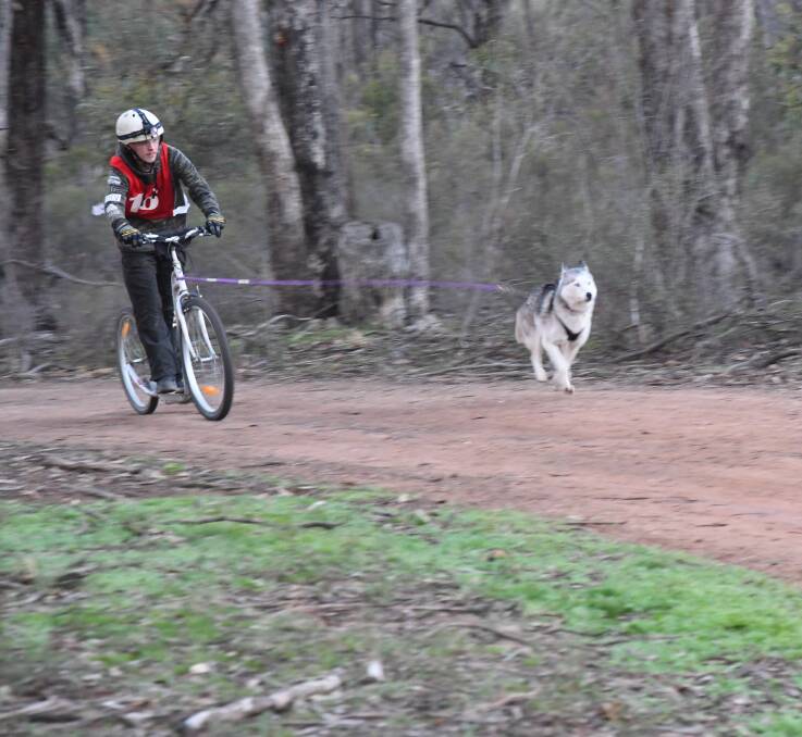 HUSKY POWER: Alan Bowles and Evie racing at the recent Siberian Husky Club of Victoria event held at Knowsley. Evie is a rescue dog which Bowles has taken under his wing as his main racing companion. Picture: ANTHONY PINDA