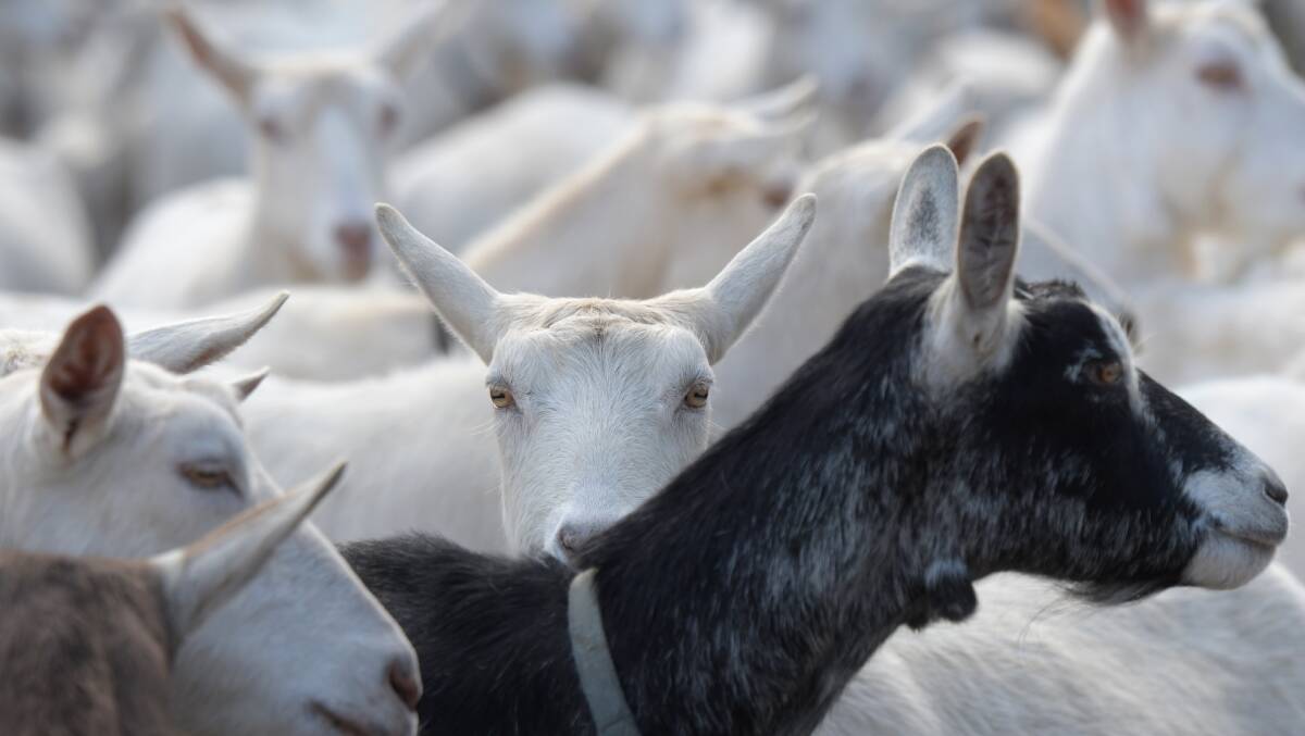 GOATS: The farm's herd is made up of a mixture of British alpine and saanen goats. Picture: NONI HYETT
